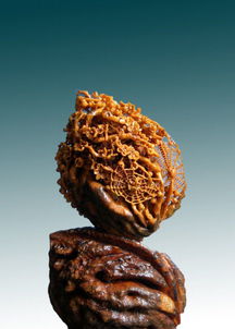 陈广伟 晒晒我的宝贝 橄榄核雕和文玩核桃