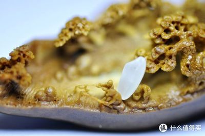 橄榄核雕的鉴别与鉴赏 于方寸之间见天地